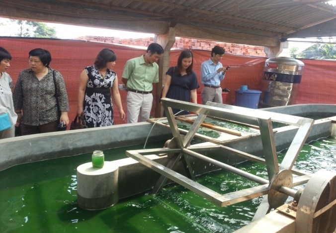 Nuôi tảo Spirulina trong bể 25m2